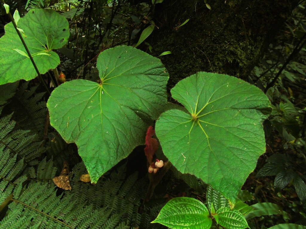Begonia robusta