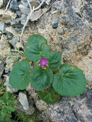 Phacelia calthifolia