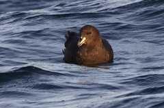 Procellaria westlandica