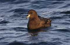 Procellaria westlandica