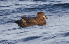 Procellaria westlandica