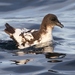 Cape Petrel - Photo (c) James Bailey, some rights reserved (CC BY-NC), uploaded by James Bailey