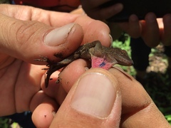 Anolis uniformis
