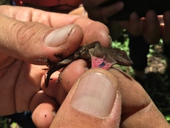 Anolis uniformis