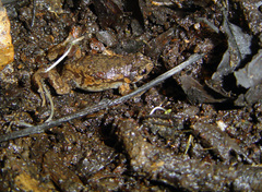 Cuenca Nelson Frog photo 2