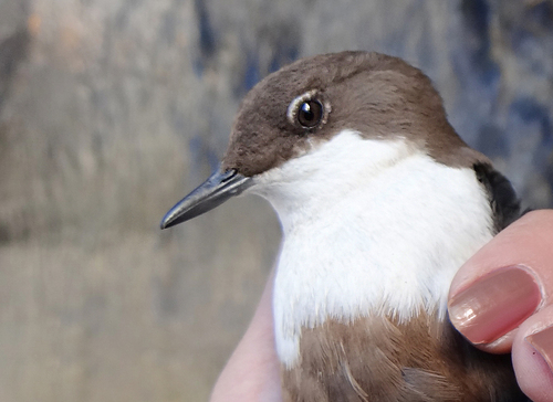 White-throated Dipper