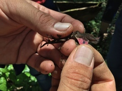 Anolis uniformis
