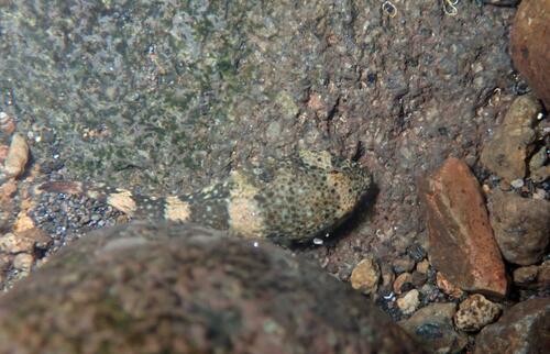 Clingfish (Gobiesox cephalus) — Gobiesocidae — 4