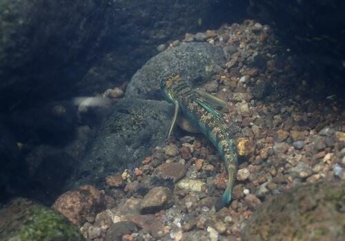 Spotted algae-eating goby (Sicydium punctatum) — Gobiidae — 5