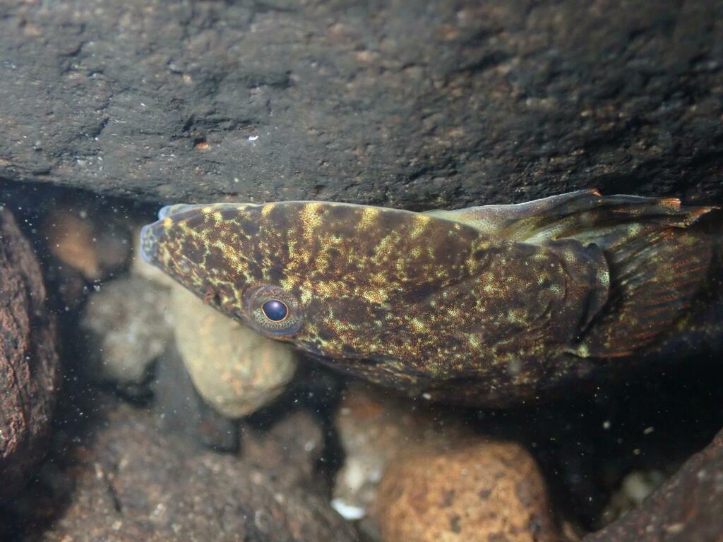 Clingfish