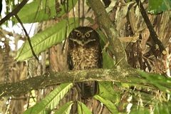 Guadalcanal Owl photo 1