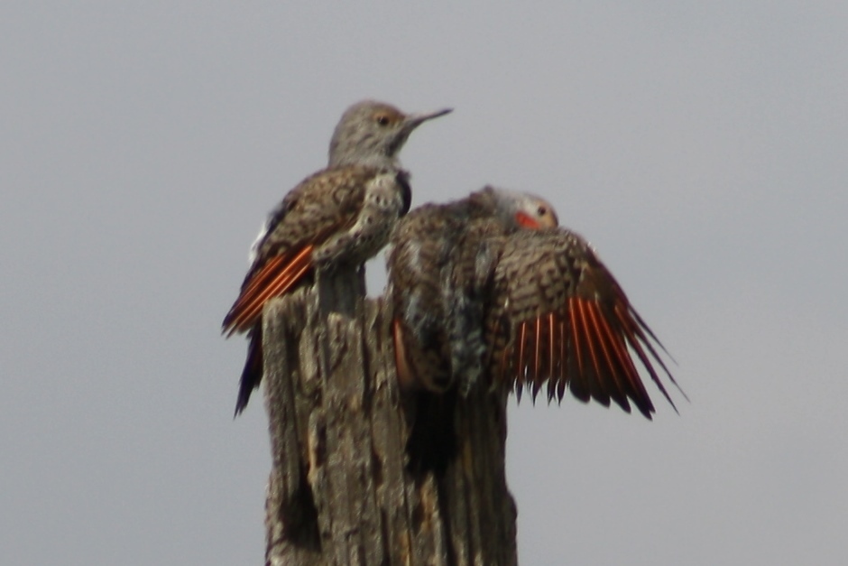 Dwarf Red-shafted Flicker