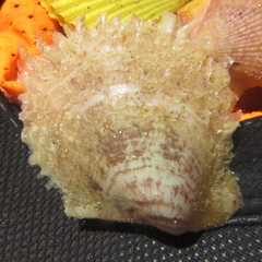 Electroma papilionacea