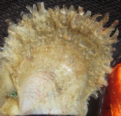 Electroma papilionacea