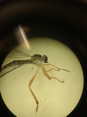 Leptogastrinae