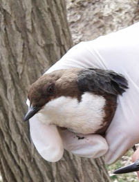 White-throated Dipper