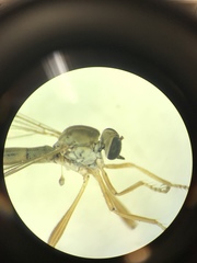 Leptogastrinae