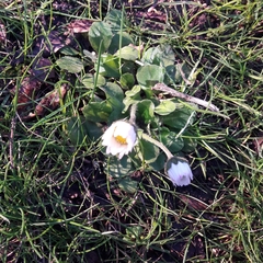 Bellis perennis