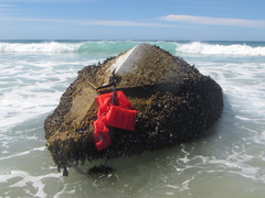 Mimachlamys asperrima