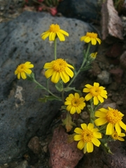 Eriophyllum ambiguum