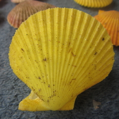 Mimachlamys asperrima