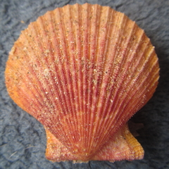 Mimachlamys asperrima