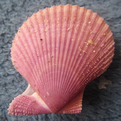 Mimachlamys asperrima