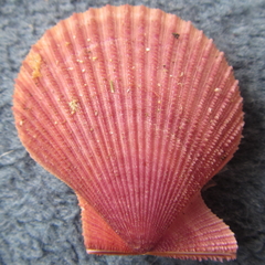 Mimachlamys asperrima