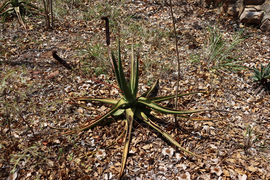 Lebombo Aloe from Bivane Dam Nature Reserve - main road. on October 27 ...