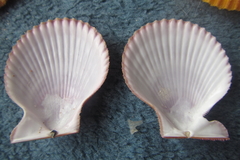 Mimachlamys asperrima