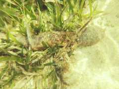 Holothuria mexicana