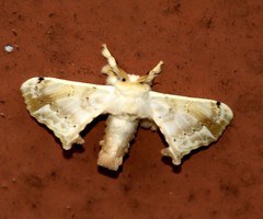 Ernolatia moorei