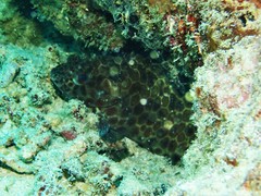 Epinephelus quoyanus