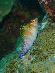 Cirrhitichthys falco