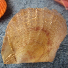 Electroma papilionacea
