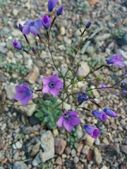 Gilia cana