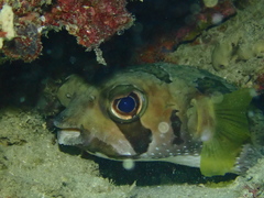 Diodon liturosus
