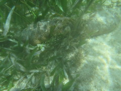 Holothuria mexicana