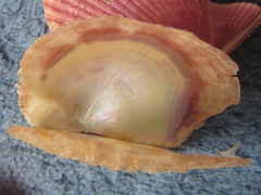 Electroma papilionacea