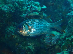 Myripristis violacea
