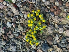 Eriophyllum pringlei