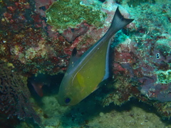 Pempheris vanicolensis