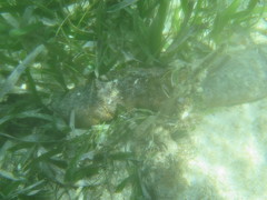 Holothuria mexicana