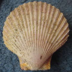 Mimachlamys asperrima