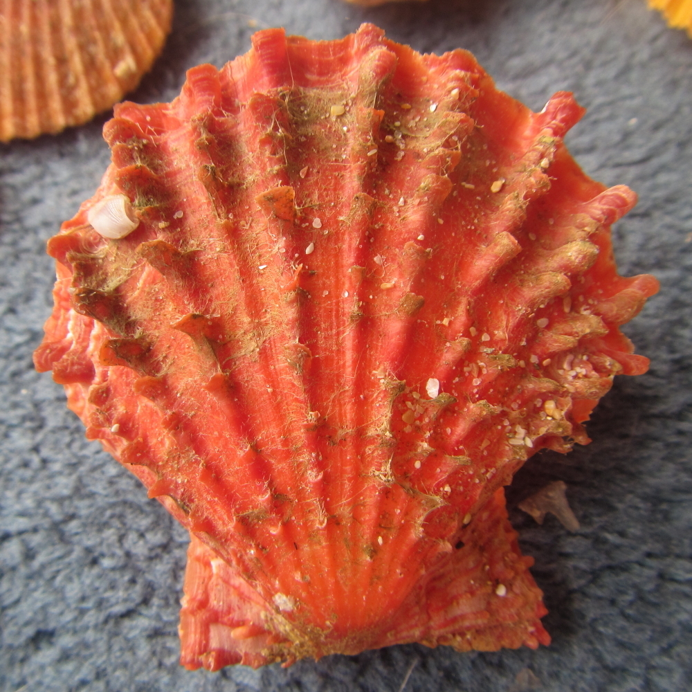 Scaeochlamys
