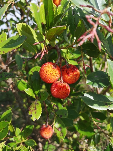 Arbutus unedo