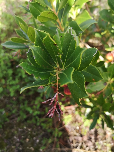 Arbutus unedo
