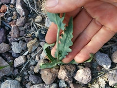 Malacothrix coulteri