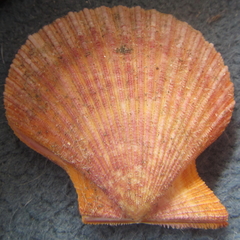 Mimachlamys asperrima