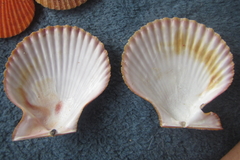 Mimachlamys asperrima